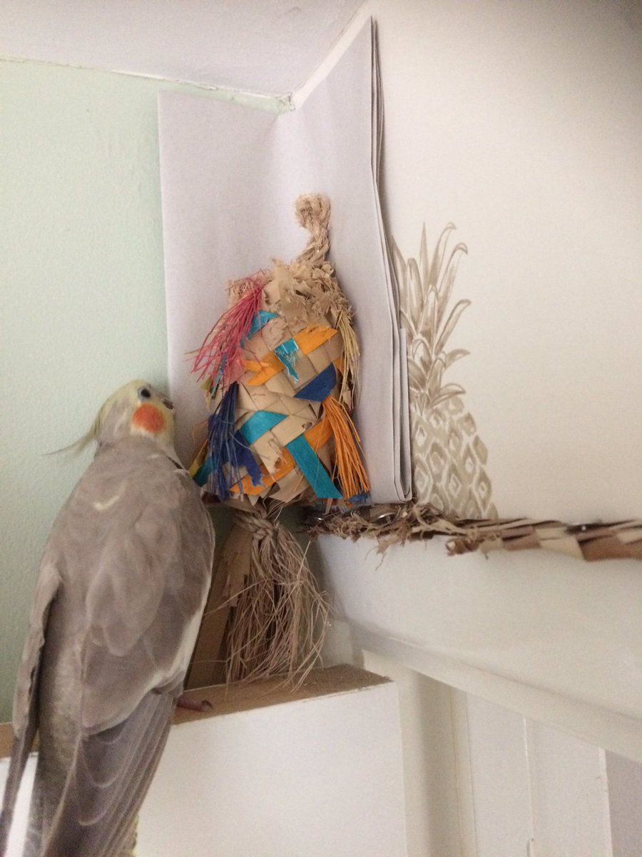 SebastianSquawk's tweet image. Henrietta and I plan to decorate our new house, so we’ve been removing the wallpaper.  It might take longer than expected though because the pet human has put up some obstacles. #homedecor #wallpaperremovalexperts #cockatieladventures