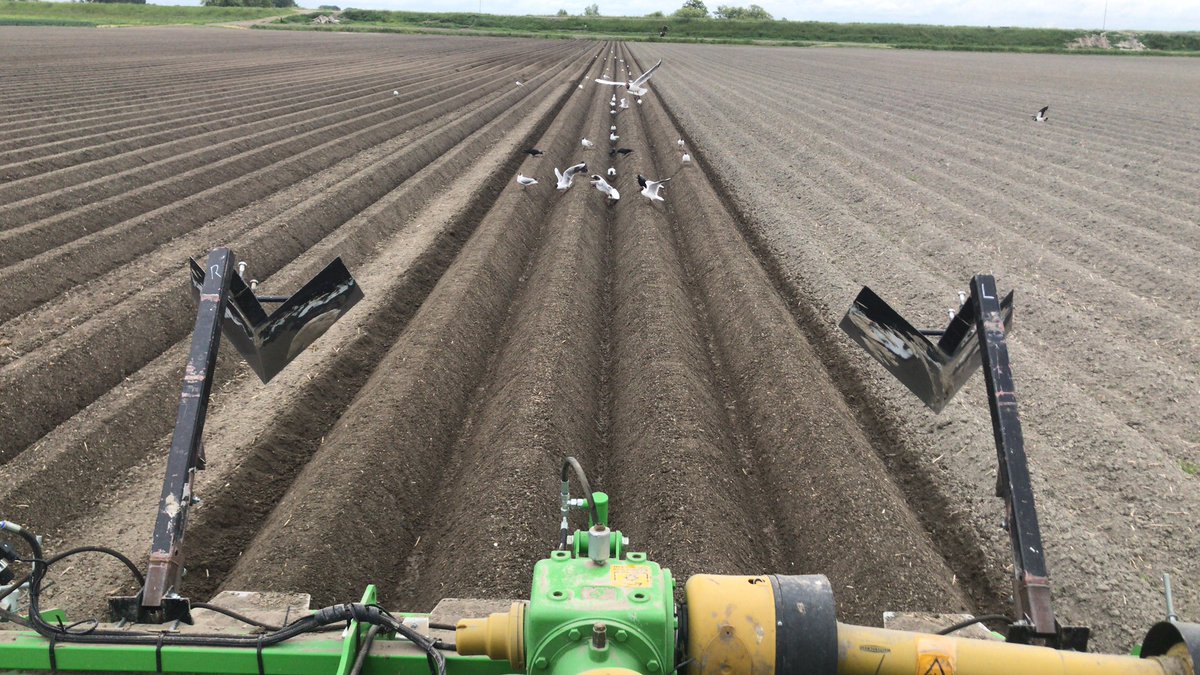 Stijnpalsma's tweet photo. Zomaar even een Hollands plaatje tijdens het ruggenfrezen #oogst19 https://t.co/nIfTUAH27L