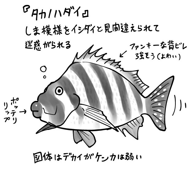 昨日のハッシュタグを見て気づいたのですが、漢字を間違えてました。正しくは「魚紹介週間」です。
#魚紹介習慣 #銛ガール 