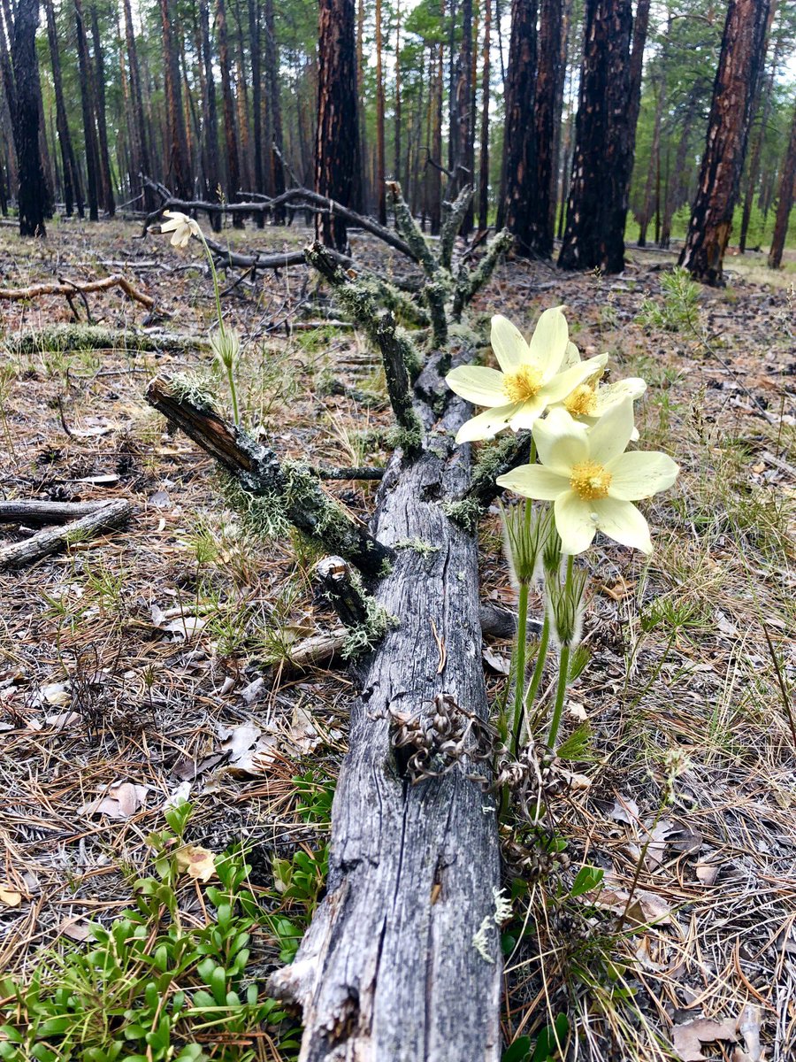 _Albert_str's tweet photo. #подснежник #природа #Flowers https://t.co/Q1FOGv9jYs
