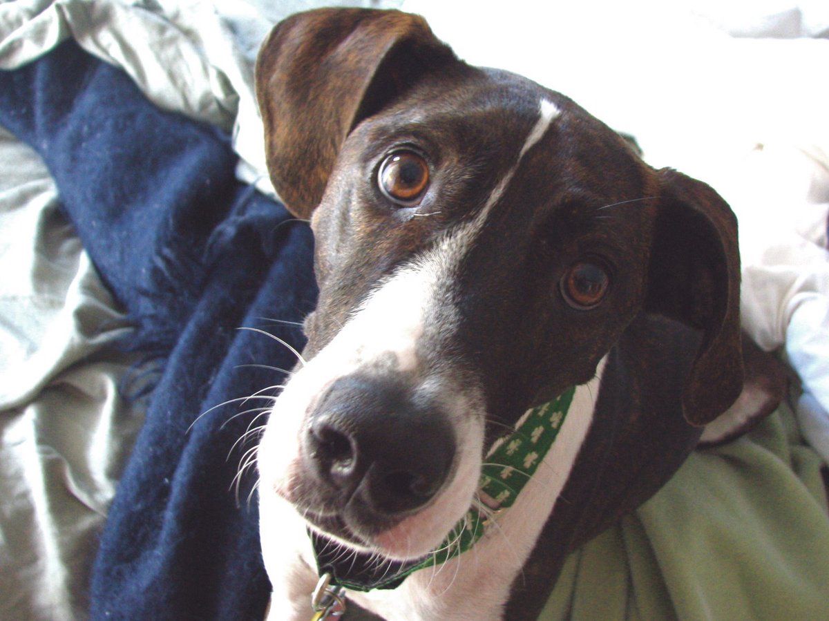 WCAI_NPR's tweet photo. Tuesday on The Point with Mindy Todd: Living in harmony with your dog; we talk with Tom Shelby. #dog #dogs #pets 

Listen at 9am and 7pm on WCAI. https://t.co/NWwZVgwRmF