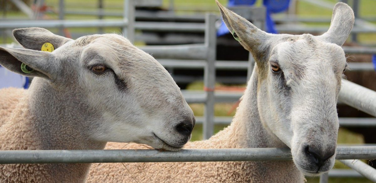 Uttoxeter Sheep Fair (@ashsheepfair) on Twitter photo Just 45 days to go to the Uttoxeter Sheep Fair! Do you have any sheep that you would like to bring along to join in the show? If so, please message us here or email info@uttoxetersheepfair.co.uk
uttoxetersheepfair.co.uk/sheep-at-the-s… #uttoxetersheepfair Just 45 days to go to the Uttoxeter Sheep Fair! Do you have any sheep that you would like to bring along to join in the show? If so, please message us here or email info@uttoxetersheepfair.co.uk
uttoxetersheepfair.co.uk/sheep-at-the-s… #uttoxetersheepfair