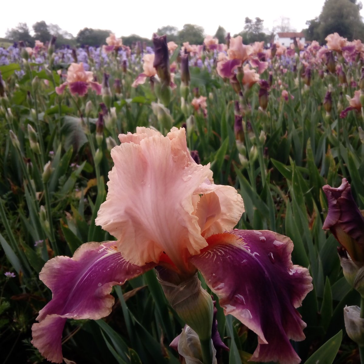 Iris ‘Carnaby’ just one of many field grown Iris we grow. Available as bare root plants October to March. Flowering in May last year. Enjoy your #SaturdayMorning