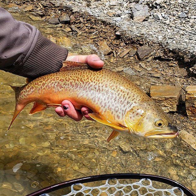 TrueFlySupply's tweet photo. It’s Tiger Trout Tuesday in Utah!
📸 @riplipz_flingstix -
-
-
-
-
#troutfishing 
#troutbum 
#wildtrout 
#troutonthefly
 #tigertrout 
#flyfishing 
#trout 
#utah 
#travelutah 
#utahtravels 
#traveler 
#fishin 
#fishing🎣 
#trueflysupply 
#monthlygoodness https://t.co/ec41zBQhHS https://t.co/spyXrBXoeN