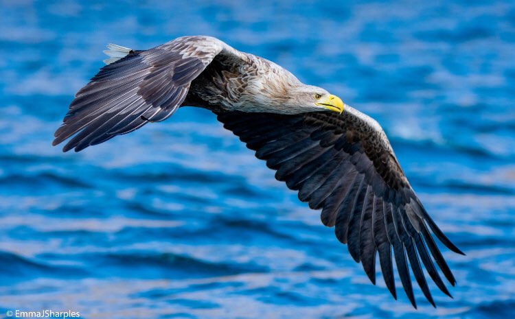 White Tailed Sea Eagle, Isle of Mull
.
.
.
(#whitetailedseaeagle #seaeagle #eagle #scotland #ScotlandIsNow #wildlife #nature #isleofmull #mull #mullcharters #sea #loch #birdwatching #bird #nikon #sigma150600 #sigma)
