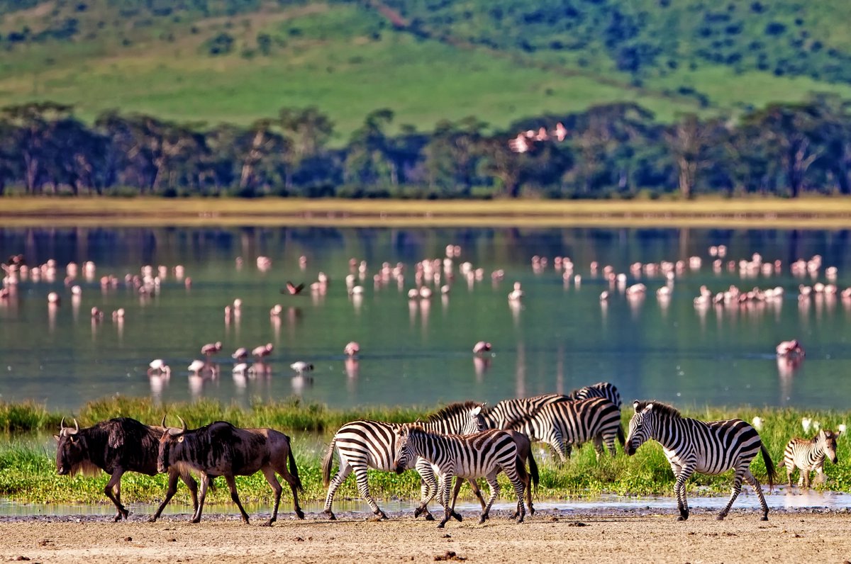 STflyUK's tweet photo. The Tanzanian Flora and Fauna will leave you awestruck. Have a look at some of your best travel options with us. 
https://t.co/yKqWpgsgsG https://t.co/2Dex5cbHml