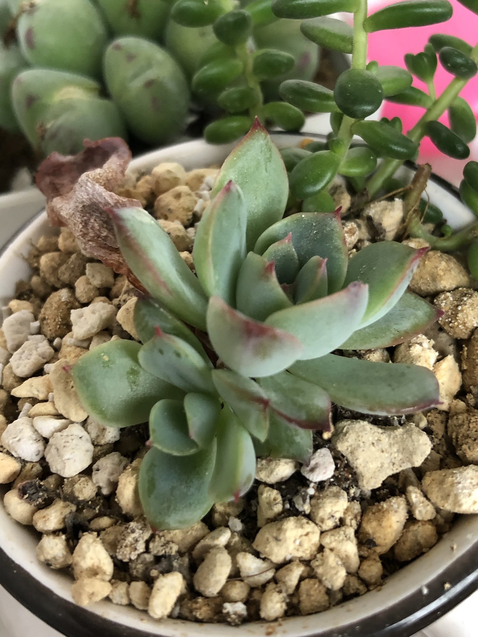 ﾄﾞｷﾝﾁｬﾝ 葉挿しから育ててる 花うらら おっきくなったから独り立ち 別の鉢に移してあげた 多肉植物 花うらら 葉挿し T Co Fosmoh3nke Twitter