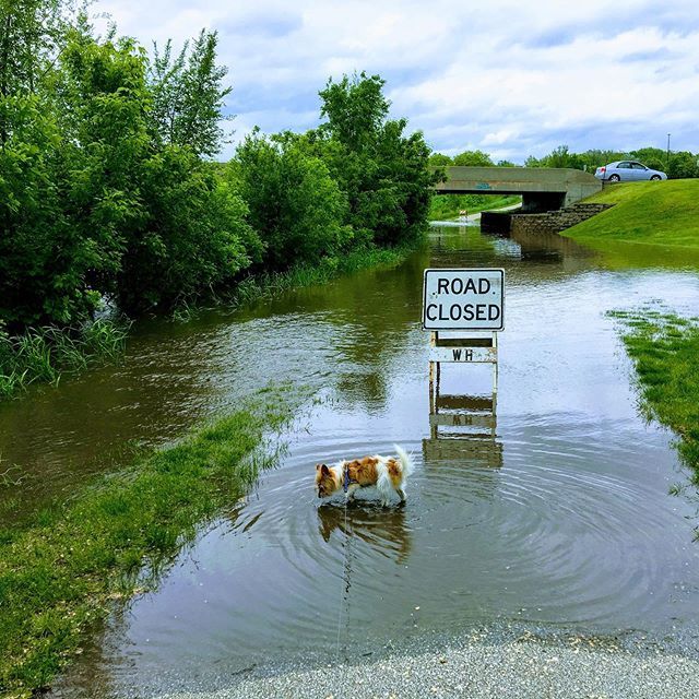 autostradem's tweet photo. To say that we’ve received a bit of rain is somewhat of an understatement, but Ollie is certainly one to see the silver lining 😆 #iowa #usa #vanlife https://t.co/685EN1th4T