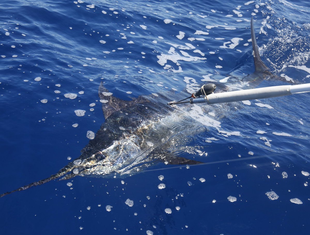 DrGuyHarvey's tweet image. About to set the tag. Visit GHRITracking.org to learn more! #GuyHarvey #GHOF #GHRI #BlueMarlin #Conservation #Research #Education