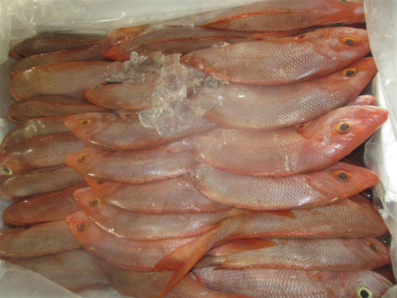 SeasourceImport's tweet image. Caribbean #RedSnapper is running and savvy buyers will notice better prices than almost any other time of year!

Contact @SeasourceImport for details!