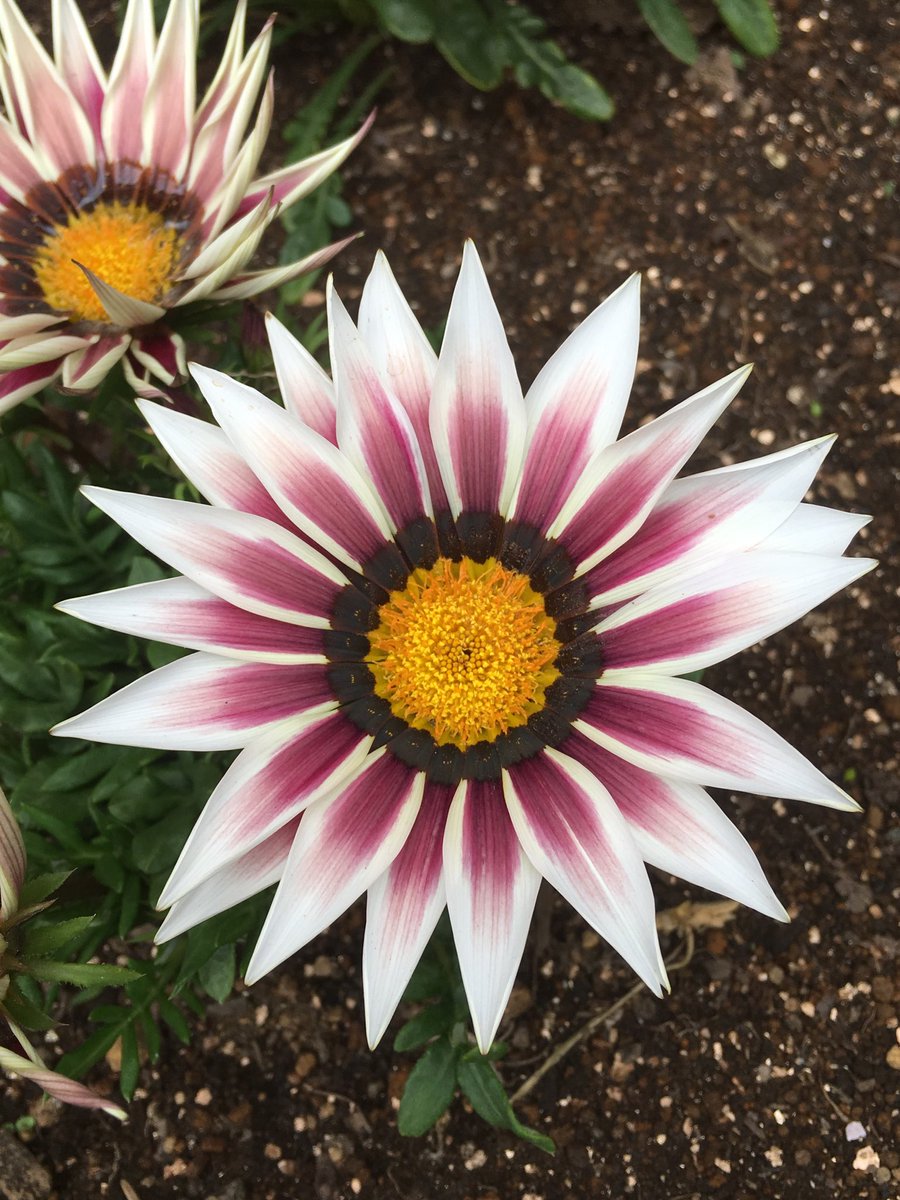 ガザニアの花