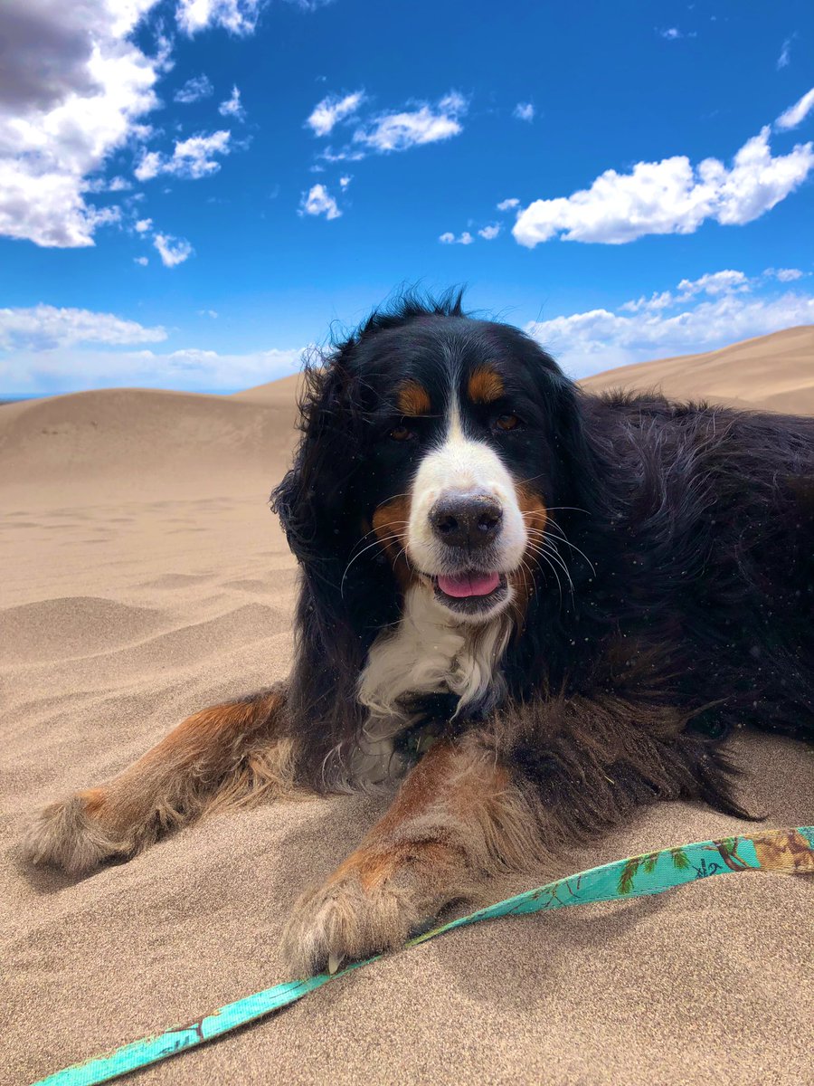 AdventureOlli's tweet photo. What a way to end the weekend! #GreatSandDunes #PuppyKisses #SandyHairDontCare #3DayWeekend https://t.co/TCRO1YUyn2