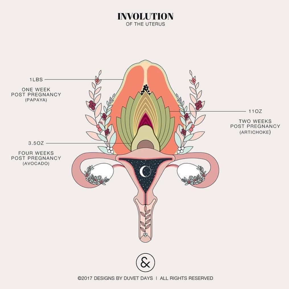 ACNMmidwives's tweet photo. Often times the #postpartum period is overlooked.

As #midwives, we know that involution and the adjustment to life after birth, require support and nurturing. 

Remember the importance of the 4th trimester and stand with families!

Photo: Duvet Days 

#MidwivesMakeADifference https://t.co/NmLrL7fj28