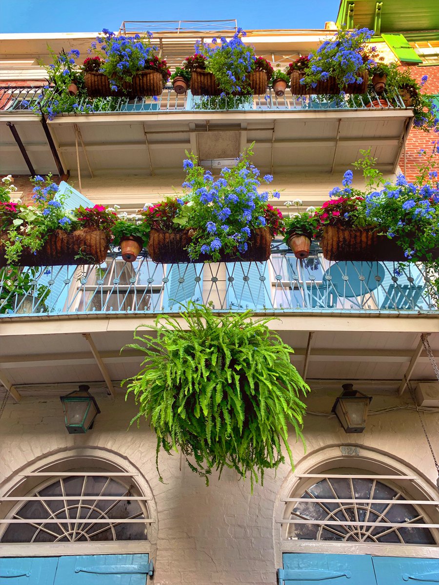 DavidMora's tweet image. Beautiful blooms at the Faulkner House in Pirate’s Alley. 🌞🌿🌸 #neworleans #onetimeinnola #onlylouisiana