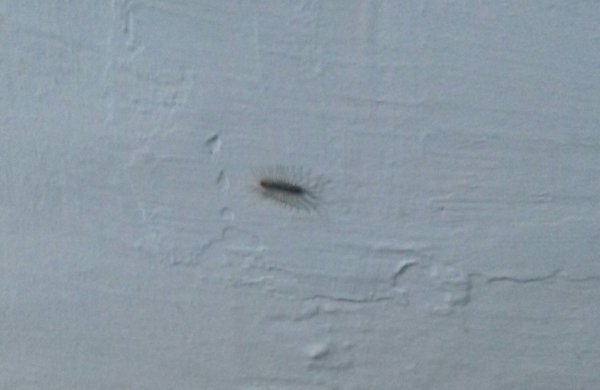 Осталась в живых, после того, как увидела это существо на стене универа..