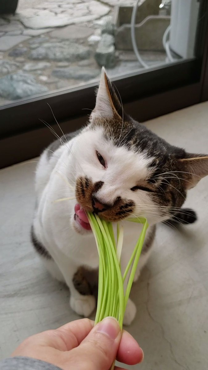 おわかりいただけただろうか かわいい猫さんの背後にはっきり映り込む姿 みなさんの心霊写真 も寄せられる Togetter おわかりいただけただろうか かわいい猫さんの背後にはっきり映り込む姿 みなさんの心霊写真 も寄せられる Togetter