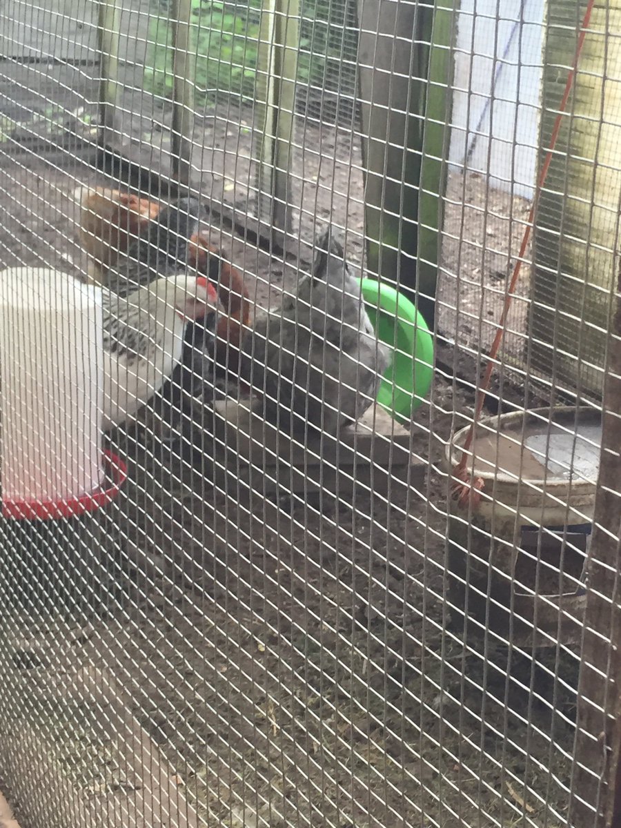 My chickens