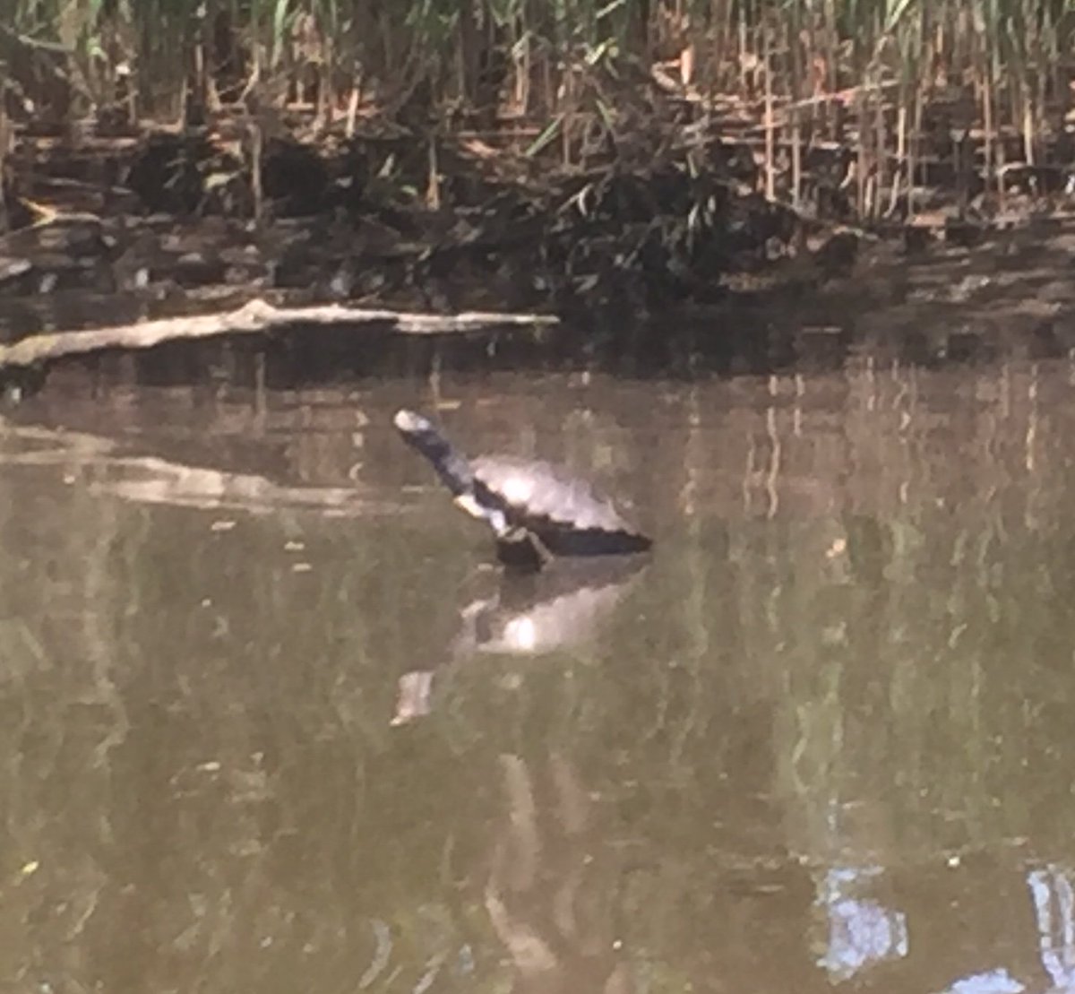 Memorial Day paddle in The Connetquot River from our Great River put-in. Visit us at jkkayak.com for more info.