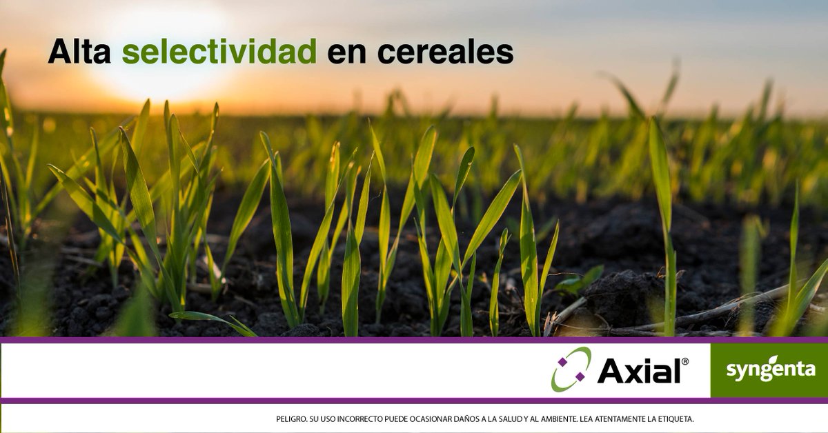 Syngenta_ar's tweet photo. ¡Con #Axial tu cultivo de cereales no tiene competencia! 🔝💯
  
📌 Aplicá en postemergencia y asegurate un lote libre de malezas 👉 https://t.co/YtVoUJ64P9 https://t.co/7JKpW2Z7aF