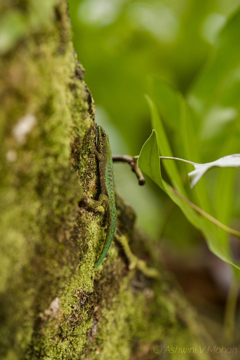 crazy_chipkali's tweet photo. It’s not so common to see pictures of this one, the Grand Comoro day gecko (Phelsuma v nigra comorograndensis). This is an island endemic, found on Grand Comoro, Union of Comoros #comoroislands #phelsuma #daygeckos #indianoceanislands #insidenatgeo #natogeoexplorer https://t.co/O3ER7c0oaD