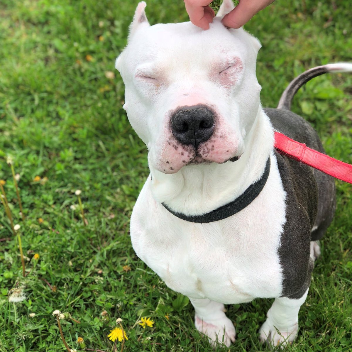 Humane Society tweet media