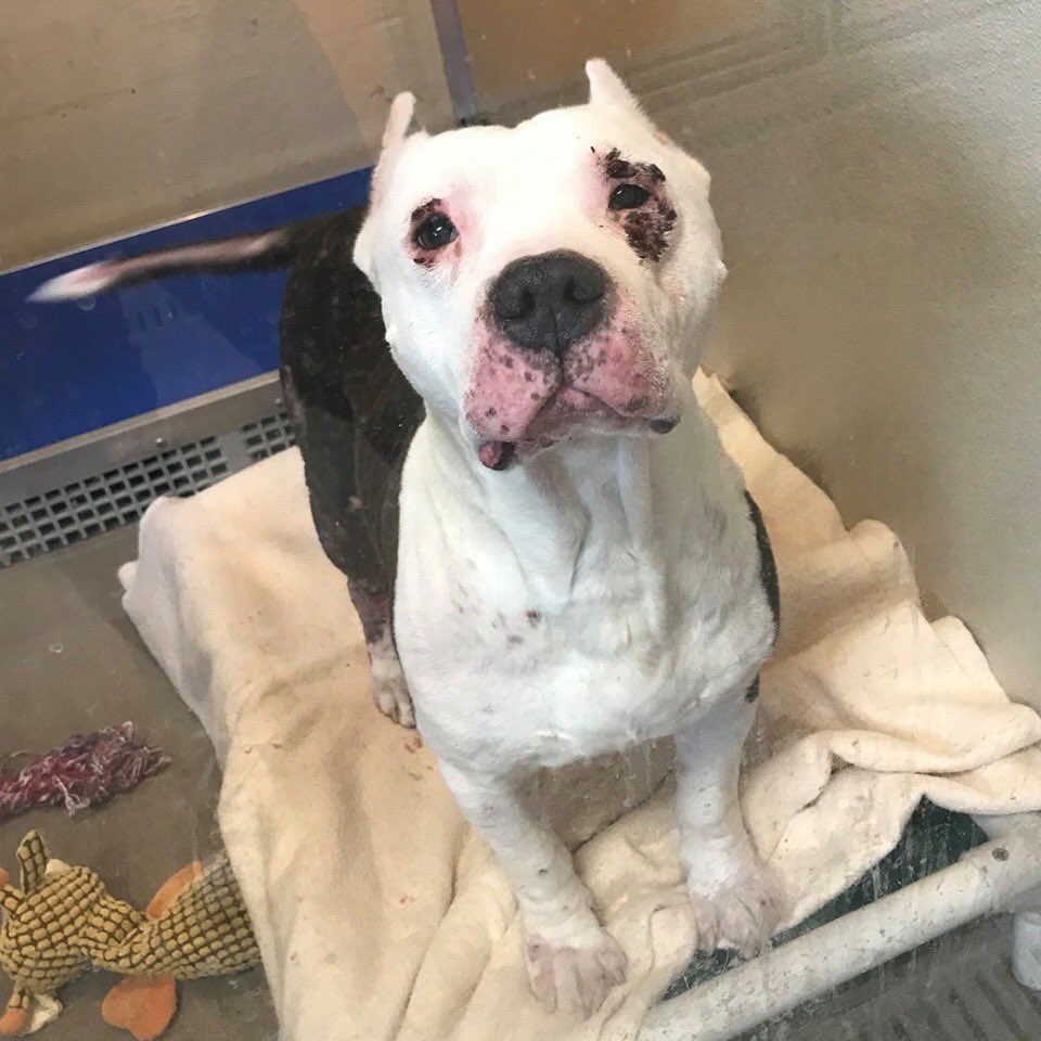 Humane Society tweet media