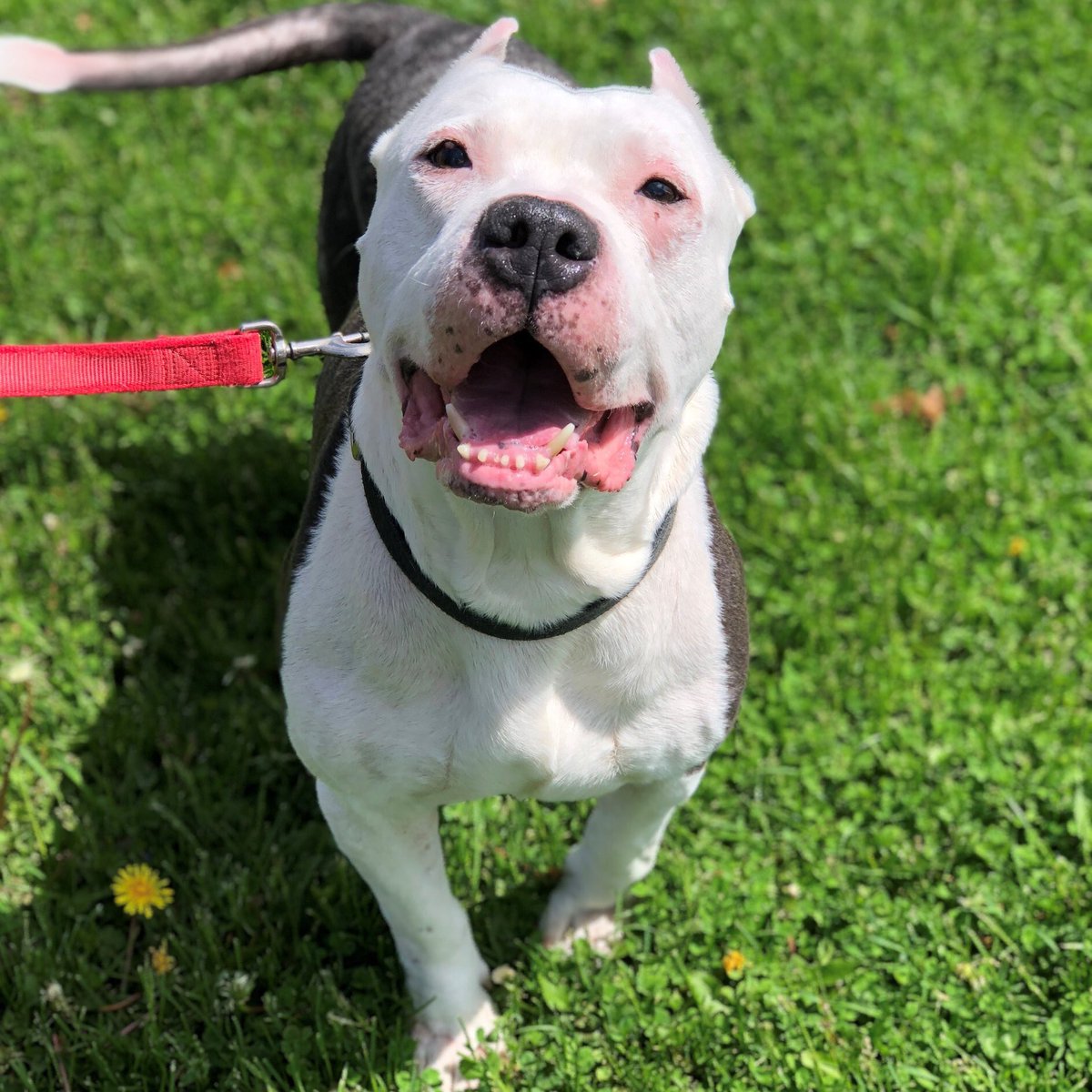 Humane Society tweet media