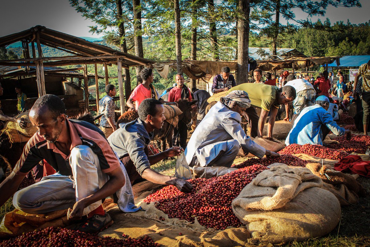 MoyeeCoffeeUKIE's tweet photo. Happy #blockchainirelandweek! Here's a recent piece from @IrishTimes about how we're trying to link coffee drinkers in Europe with coffee farmers using #blockchain https://t.co/WUn3Kudmpi #blockchainforgood #radicallygoodcoffee #radicalimpact #fairchain https://t.co/6JdqmUEXX4