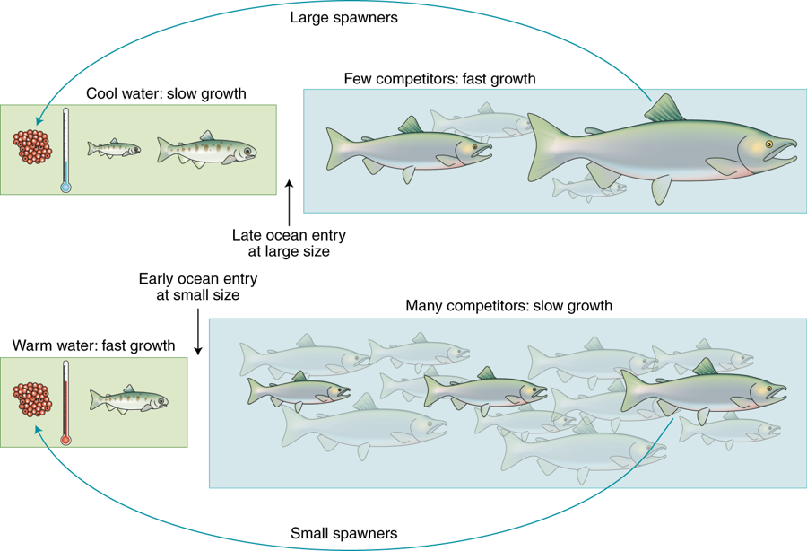 Read the accompanying News and Views commentary from Elizabeth Marschall: "Challenging life cycles" rdcu.be/bEHC0