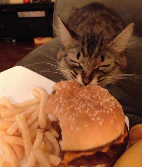 It’s not just dogs who enjoy burgers! Happy #nationalhamburgerday! PC <a href="/reddit/">Reddit, Inc.</a>