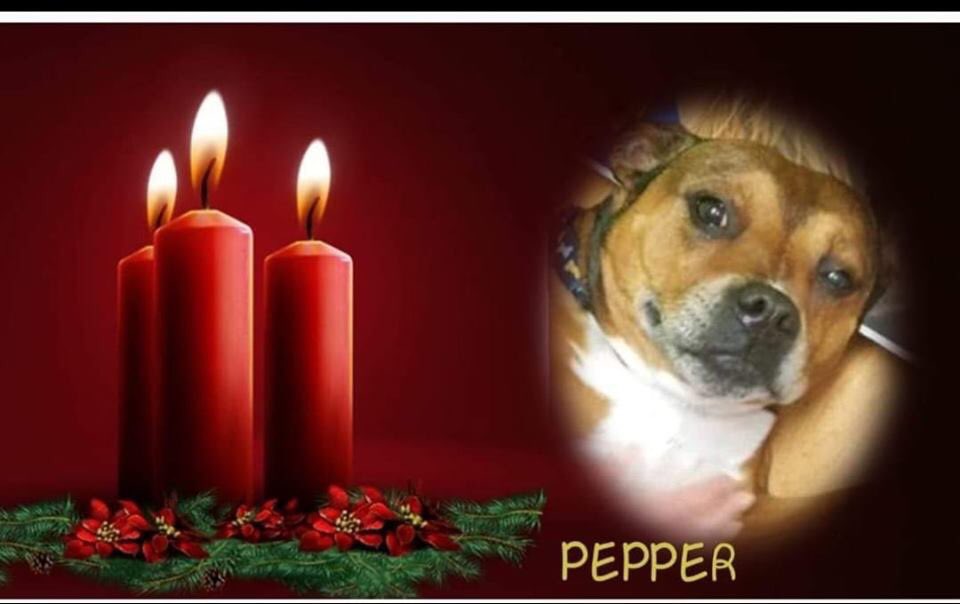 rosieDoc2's tweet photo. COPIED ⬇️⬇️ FB
It's been 3 year today since I lost my beautiful funny special girl we will never give up on you one day I will see you again not a day goes by I don't miss your lovely face my best friend forever and ever !!❤❤
#TS3 area #NorthEast 😞
https://t.co/QhhDahbzNn https://t.co/BiFGntWcTY