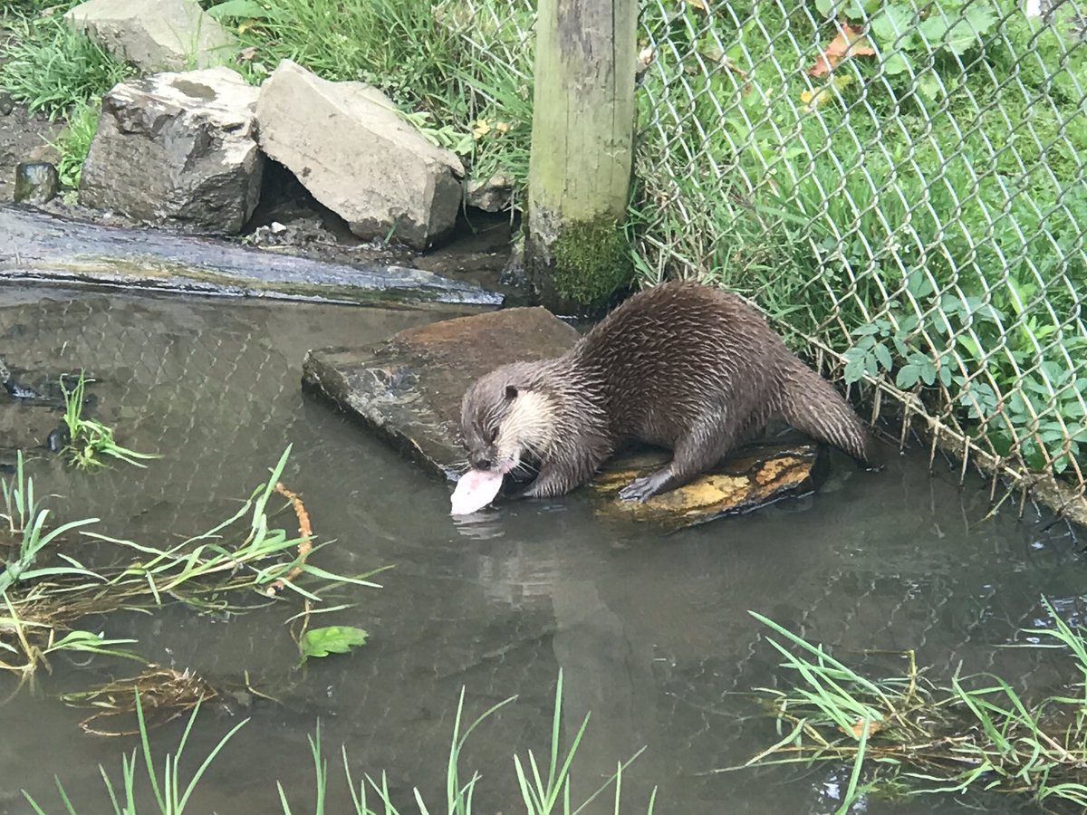 REALHELENWHEELS's tweet photo. Fascinating trip to Tamar Otter Wildlife Centre today, saw deer, wallabies &amp; various birds of prey 👍🏻🦅🦉 #CornwallDaysOut https://t.co/GSViwbbYI4