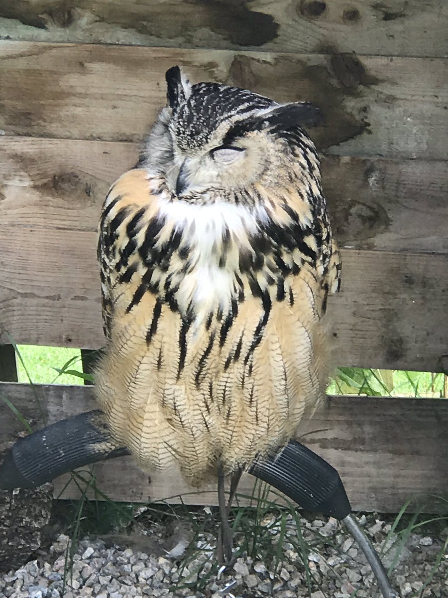 REALHELENWHEELS's tweet photo. Fascinating trip to Tamar Otter Wildlife Centre today, saw deer, wallabies &amp; various birds of prey 👍🏻🦅🦉 #CornwallDaysOut https://t.co/GSViwbbYI4