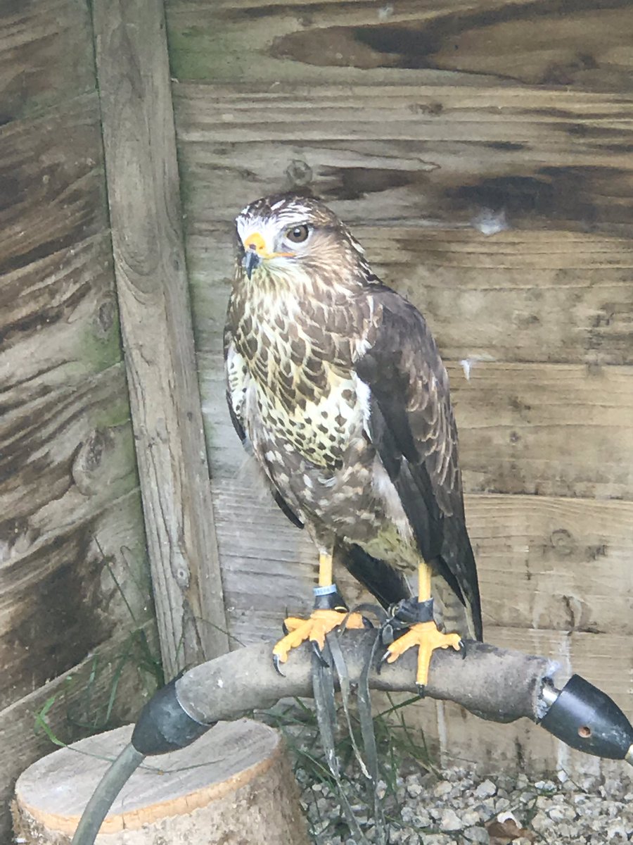 REALHELENWHEELS's tweet photo. Fascinating trip to Tamar Otter Wildlife Centre today, saw deer, wallabies &amp; various birds of prey 👍🏻🦅🦉 #CornwallDaysOut https://t.co/GSViwbbYI4