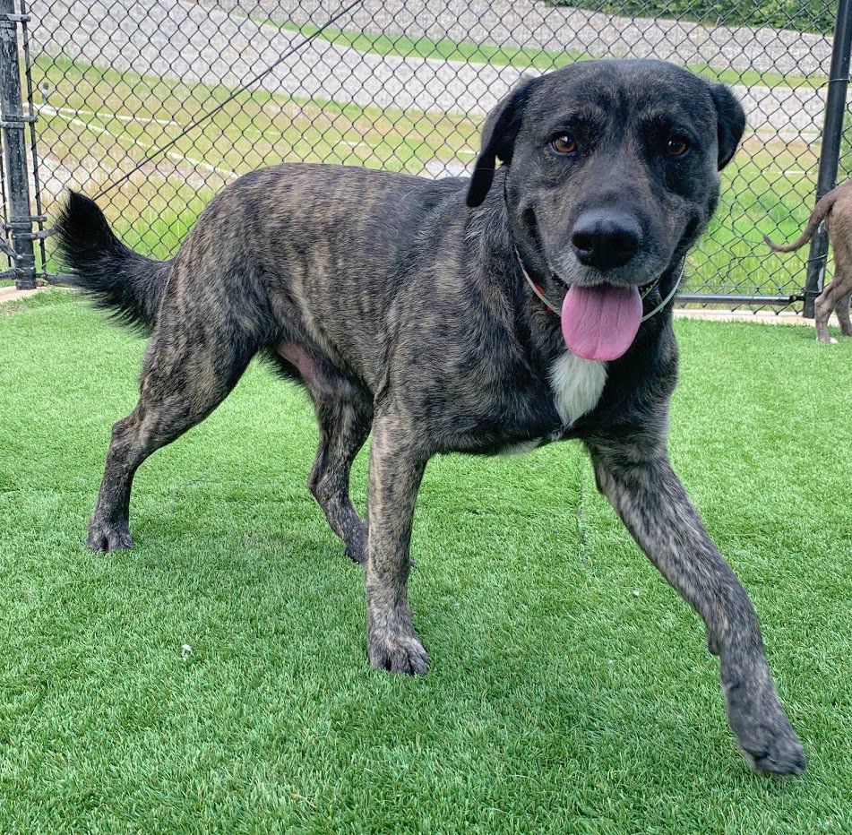DallasShelter's tweet photo. Start your Monday off right and adopt a new friend from #DAS! This handsome guy is George (A1065991), and he is ready to be your new BFF! Stop by our main shelter and adopt him for FREE during our Dog Days Of Summer adoption special! See you soon! #DASAdopt #AdoptDontShop https://t.co/AYY6g1h1RX
