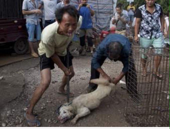 GuPrevel's tweet photo. L'élection européenne est terminée mais la souffrance animale, les atrocités continuent...c'est pourquoi je serai demain à 11H à la manifestation devant l'ambassade de Chine à Paris pour dénoncer les horreurs du festival de Yulin...soyons nombreux pour dénoncer cette horreur! https://t.co/SQ2ldPdcDa