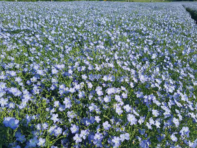 BleuBlancCoeur's tweet photo. On continue notre tour des champs de #lin 😊 !
Ici la floraison du lin oléagineux d'hiver (variété Angora), à la Coopérative SCA LIN 2000 ! #Lin2000 https://t.co/oA1UBPt6Da