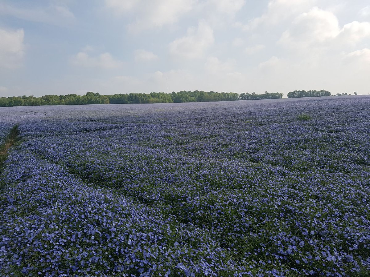 BleuBlancCoeur's tweet photo. On continue notre tour des champs de #lin 😊 !
Ici la floraison du lin oléagineux d'hiver (variété Angora), à la Coopérative SCA LIN 2000 ! #Lin2000 https://t.co/oA1UBPt6Da