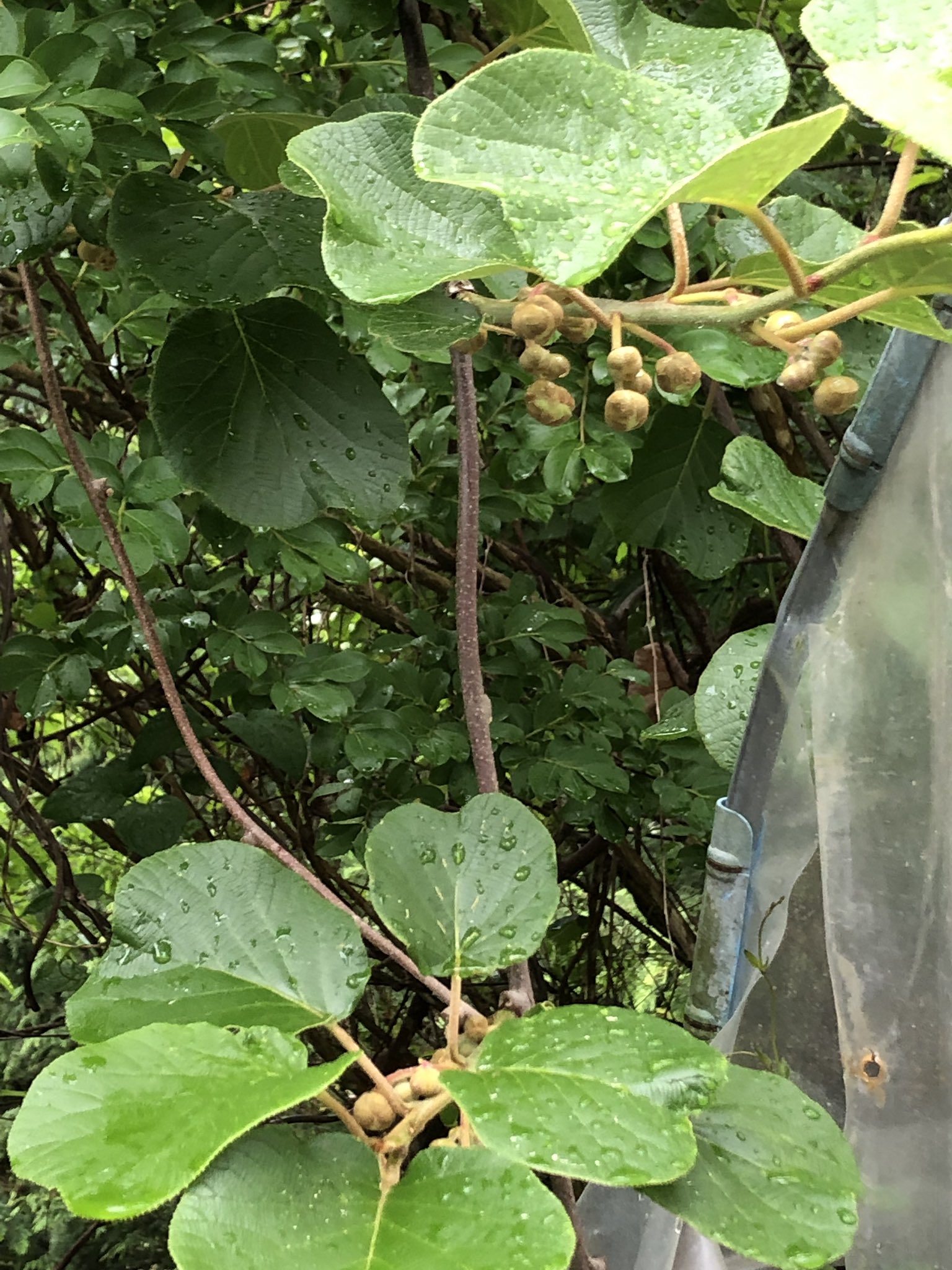 食べられる植物 Twitter Search Twitter