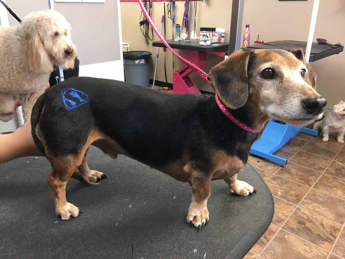 PDRhowler's tweet photo. @fureverlovedpetsalon is a constant supporter and will be at the #howler for the 5th year in a row! 
Along with promoting their incredible shop, they will be doing temporary spray tattoos with proceeds coming to PDR. 
Make sure to stop by their table in the vendor tent!! https://t.co/ohvlXQfclL