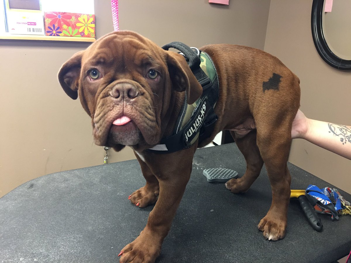 PDRhowler's tweet photo. @fureverlovedpetsalon is a constant supporter and will be at the #howler for the 5th year in a row! 
Along with promoting their incredible shop, they will be doing temporary spray tattoos with proceeds coming to PDR. 
Make sure to stop by their table in the vendor tent!! https://t.co/ohvlXQfclL