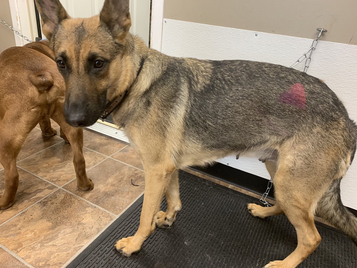 PDRhowler's tweet photo. @fureverlovedpetsalon is a constant supporter and will be at the #howler for the 5th year in a row! 
Along with promoting their incredible shop, they will be doing temporary spray tattoos with proceeds coming to PDR. 
Make sure to stop by their table in the vendor tent!! https://t.co/ohvlXQfclL
