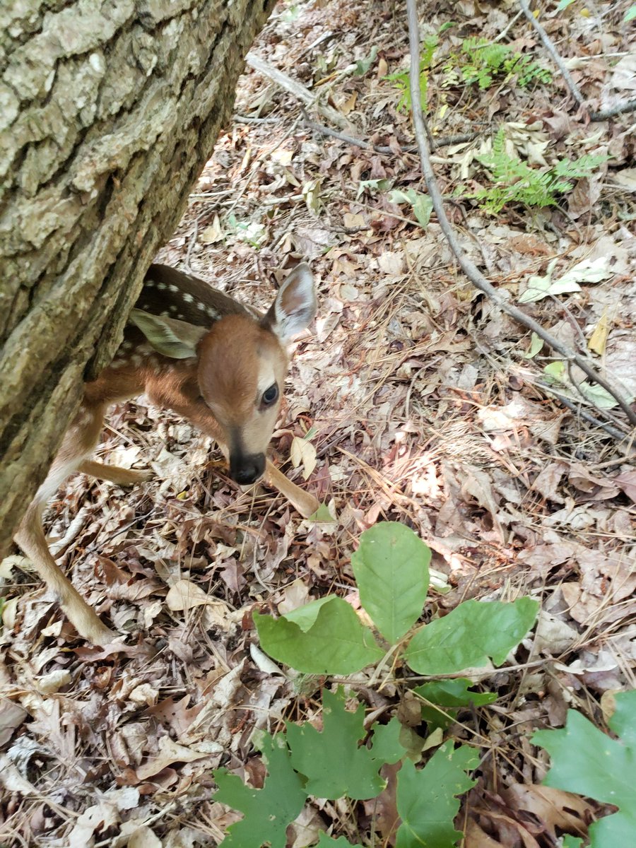 goodbye_toxic's tweet photo. Sharing the mountain bike trail with this little dude this morning! #BrownsCreek #mtb #mountainbiking #SuchFun #mtbNC https://t.co/xUBwDD4CLB