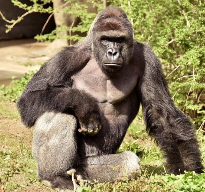 3 years ago today Harambe was killed by the Cincinnati Zoo! #NeverForget  😔🦍