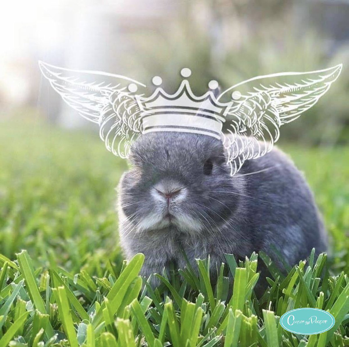 Cooper the Pooper 🐰 tweet media
