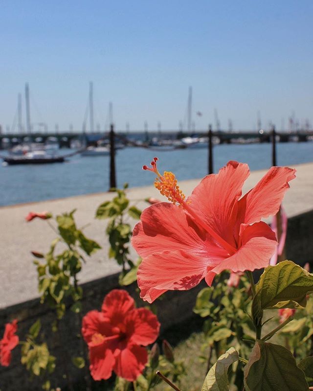 StAugToDo's tweet image. Just another beautiful day in St. Augustine! Tag us and use #visitsta #visitstaugustine for a chance to get featured! Help us showcase this beautiful town! #repost gingersnapzzx bit.ly/2W8eDHC