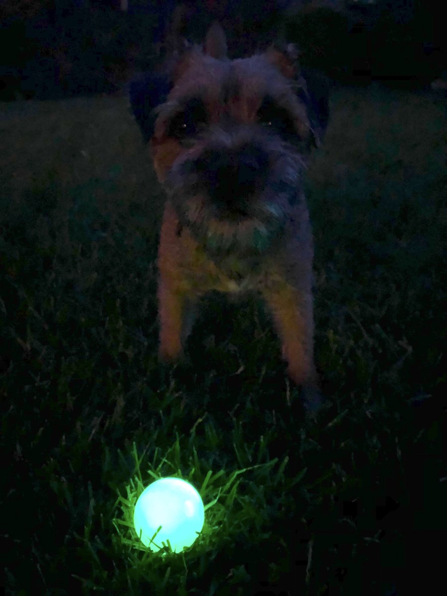 Last night I played with my new glow in the dark Chuck-It ball that Maj and Jorj (<a href="/Jed_dog/">Maj, Jorj and Charlie</a>) gave me as a gift. It works! I love it! Thanks so much, Maj and Jorj! #BTPosse