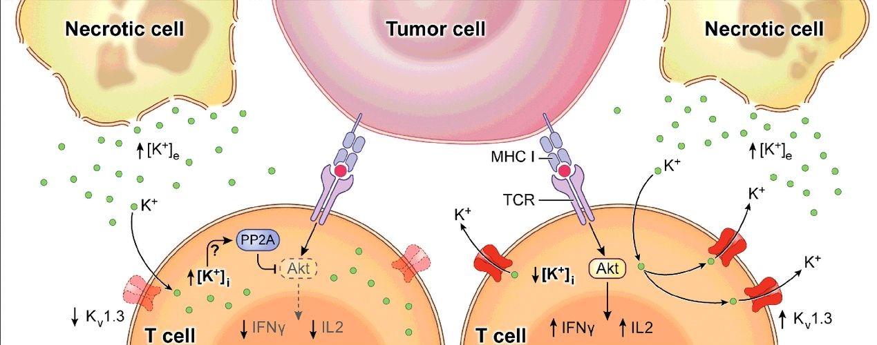 AACR on Twitter: AACR on Twitter: