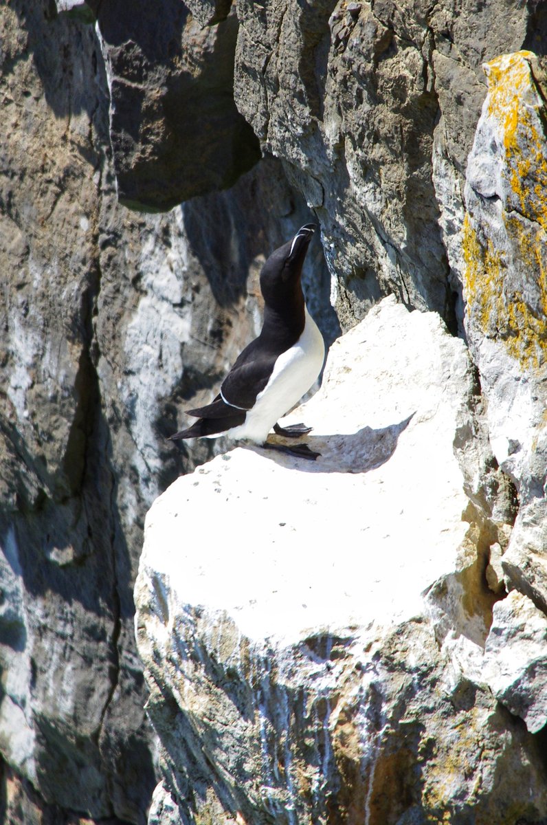 jbromhead87's tweet photo. Razorbill (Alca torda) spotted today @nationaltrust #NTPembs Stackpole. Posing in the sunshine. @PembsCoast #birdphotography #seabirds #bbcspringwatch @BBCSpringwatch https://t.co/Q2V2xEtW15