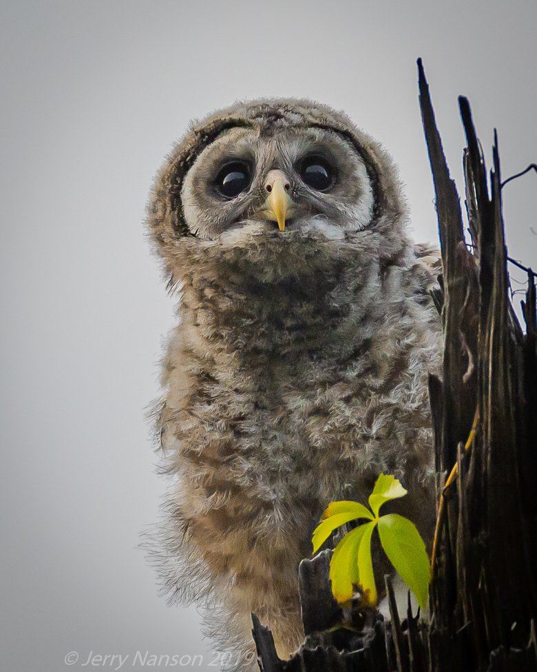 Wildlife_Pic's tweet image. "Top of the World" by Jerry Nanson
bit.ly/2JKopsW
#photooftheday #barredowl #texas #birding